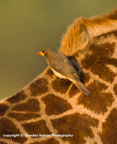 Yellow-billed Oxpecker on giraffe's back, Serengeti National Park,Tanzania