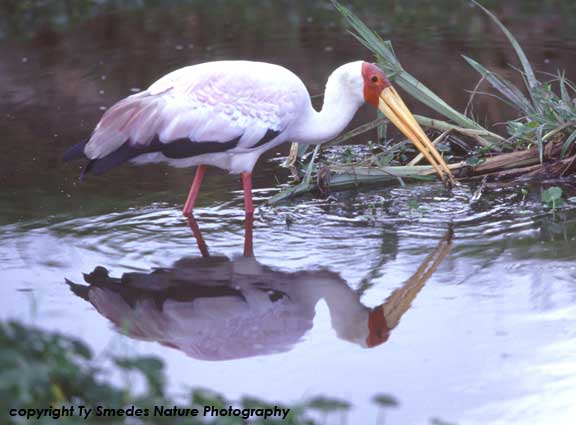 Yellow-billed Stork with frog, Ngorongoro Crater, Tanzania
