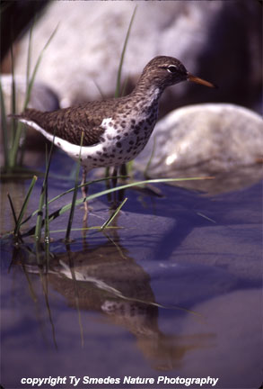 American Dipper