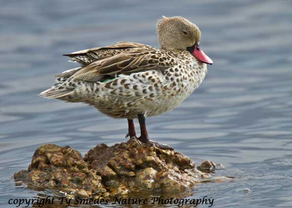 Cape Teal at Lake Masek, Serengeti, Tanzania