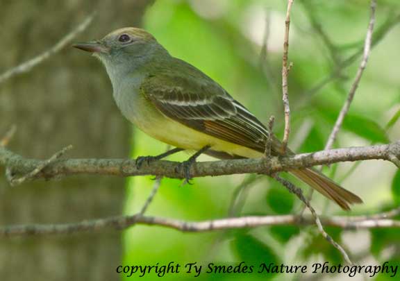 Great-crested Flycatcher