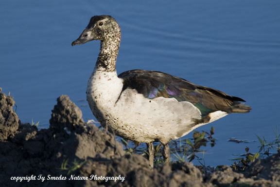 Knob-billed Duck, Chobe River, Chobe National Park, Botswana