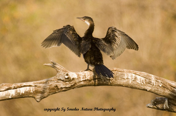 Reed Cormorant, Chobe River, Chobe National Park, Botswana