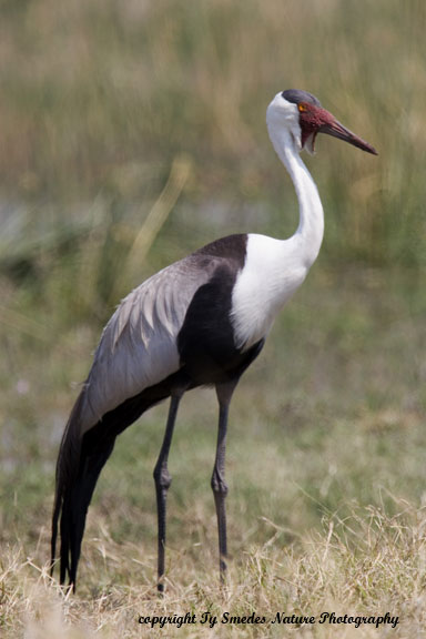Wattled Crane, Okavango Delta, Chobe National Park, Botswana