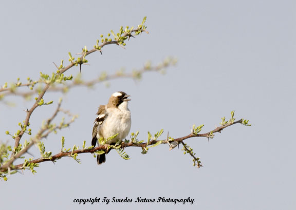 White-browed Sparrow-Weaver, Chobe National Park, Botswana