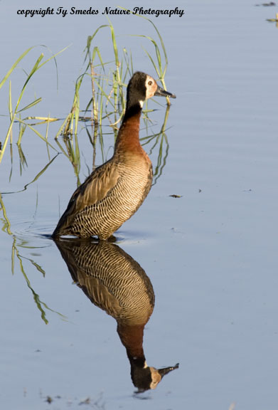 White-faced Duck, Chobe River, Chobe National Park, Botswana
