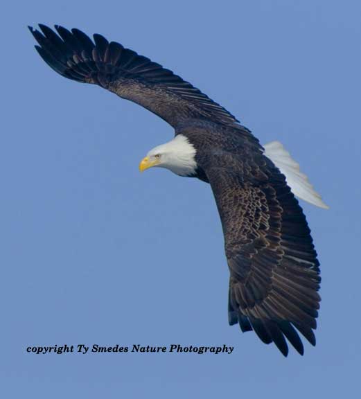 Swooping Bald Eagle along Des Moines River