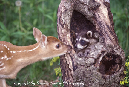 http://www.smedesphoto.com/Image%20Files_Gallery/Fawn_&Raccoon_291x432.jpg