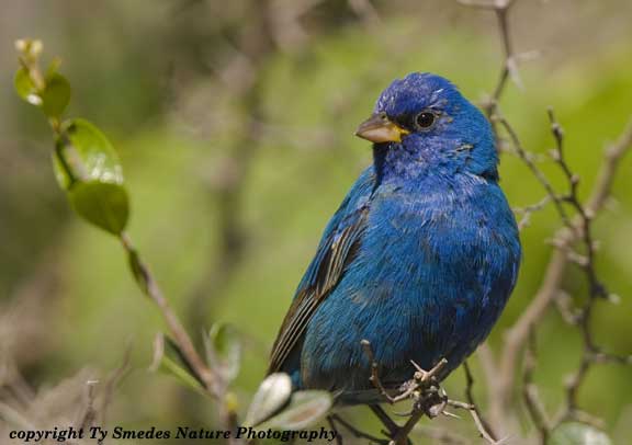Male Indigo Bunting, South Texas