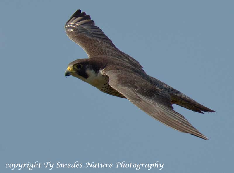Adult Peregrine Falcon on the wing