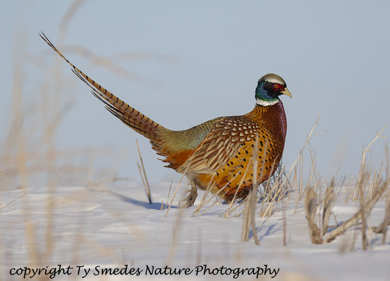 Ring-necked Pheasant Rooster in Snow