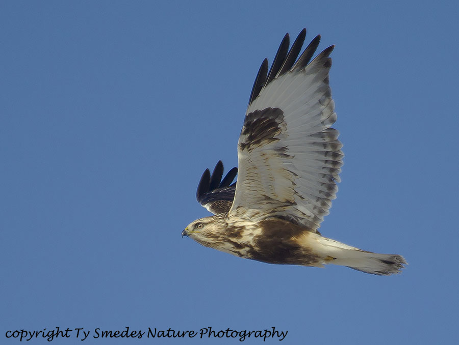Rough-legged Hawk (female)