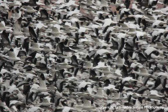 A solid wall of Snow Geese