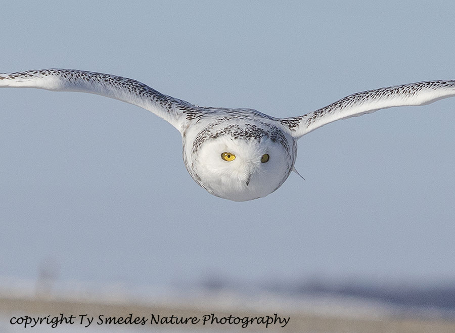 Snowy Owl Hovering above Prey