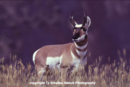 Antelope - Pronghorn