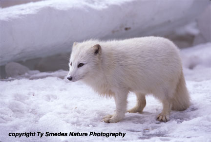 Arctic Fox
