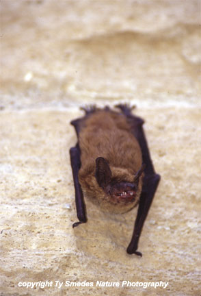 Big Brown Bat