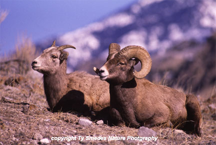 Bighorn Sheep