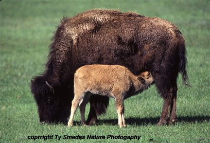 Bison Cow and Calf