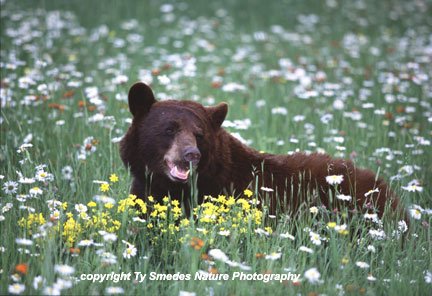Black Bear
