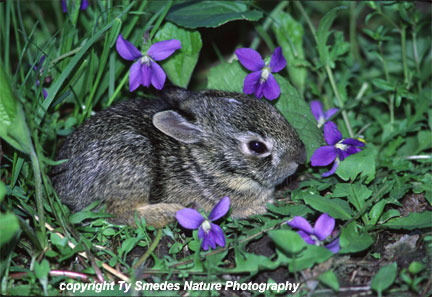 Cottontail Rabbit