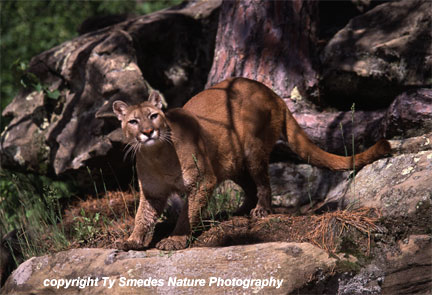 Cougar