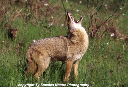 Coyote