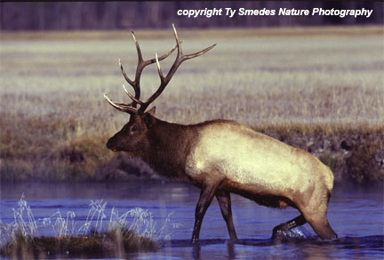 Elk