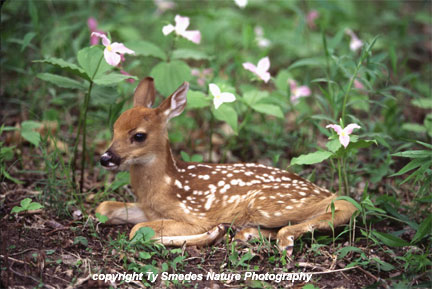 Whitetail Fawn in Trillium