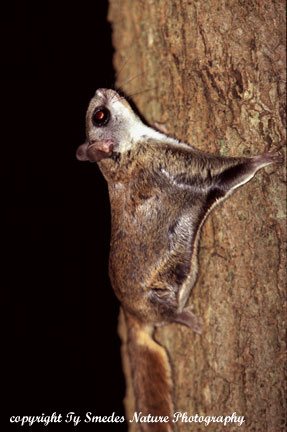 Flying Squirrel (Southern)