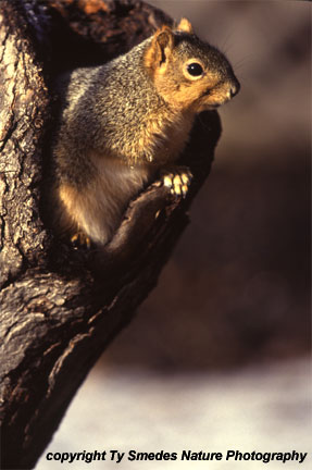Fox Squirrel