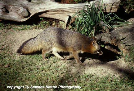 Grey Fox