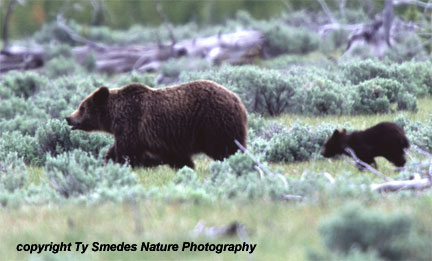 Grizzley and Cub