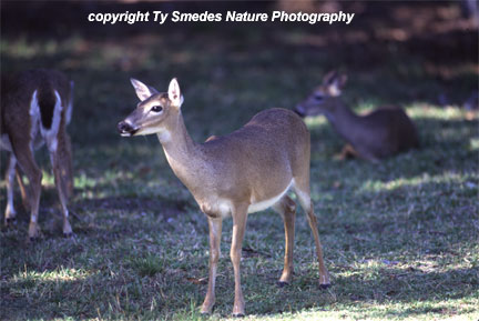 Key Deer