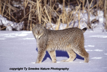 Canadian Lynx