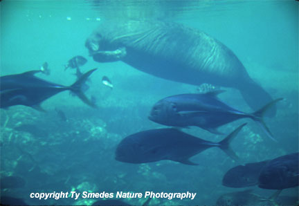Manatee