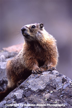 Yellow-bellied Marmot