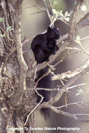 Mellanistic Fox Squirrel