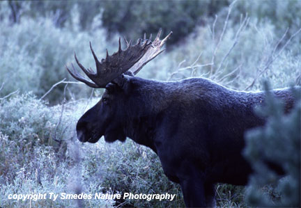 Moose