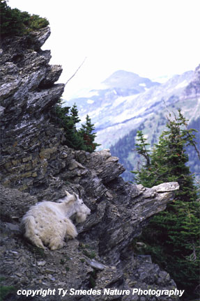 Mountain Goat