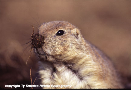 Prairie Dog