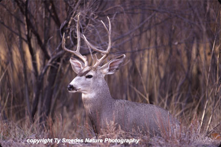 Mule Deer Buck
