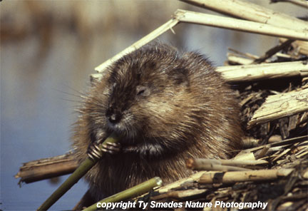 Muskrat