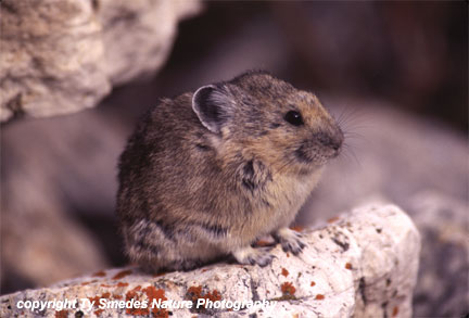 Pika