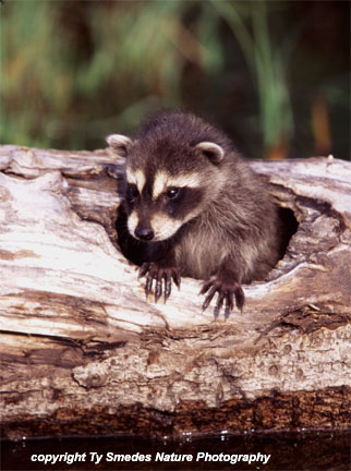 Raccoon