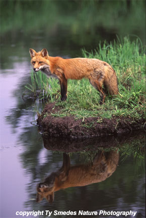 Red Fox