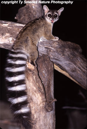 Ringtailed Cat