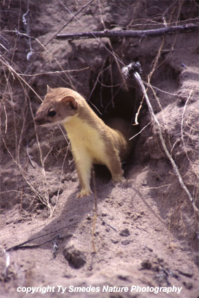 Long-tailed Weasel