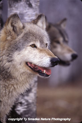 Two Gray Timber Wolves