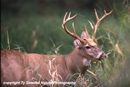 Whitetail Buck